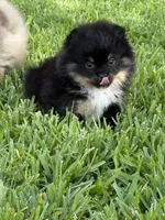 Blk/tan , a female Pomeranian for sale in Wauchula, FL – 9 of 10