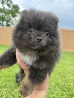 Paisley, a female Pomeranian for sale in Wauchula, FL – 10 of 10