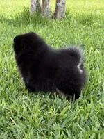 Blk/tan , a female Pomeranian for sale in Wauchula, FL – 8 of 10