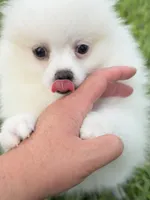 Snowy, a male Pomeranian for sale in Wauchula, FL – 9 of 10
