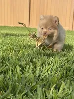 Danny, a male Pomeranian for sale in Wauchula, FL – 3 of 10