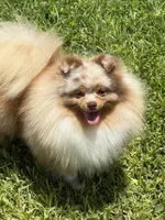Ritzy , a male Pomeranian for sale in Wauchula, FL – 9 of 10