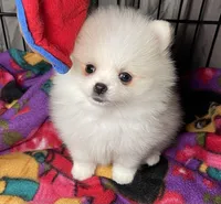 Casper, a male Pomeranian for sale in Wauchula, FL – Photo 4 of 10