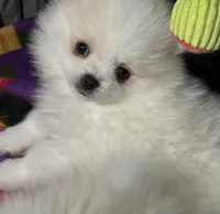 Casper, a male Pomeranian for sale in Wauchula, FL – Photo 8 of 10