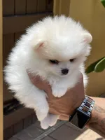 Casper, a male Pomeranian for sale in Wauchula, FL – Photo 5 of 10