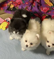 Casper, a male Pomeranian for sale in Wauchula, FL – Photo 7 of 10