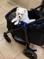 Duke, a male Pomeranian for sale in Wauchula, FL – 5 of 8