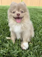 Westley, a male Pomeranian for sale in Wauchula, FL – 8 of 10