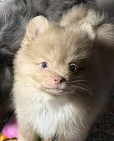 Danny, a male Pomeranian for sale in Wauchula, FL – 2 of 10