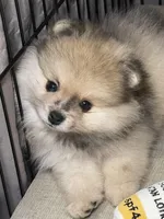 Buddy, a male Pomeranian for sale in Wauchula, FL – Photo 2 of 10