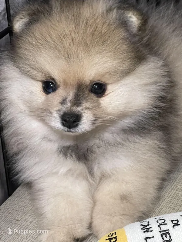 Buddy, a male Pomeranian for sale in Wauchula, FL – Photo 1 of 10