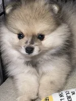 Buddy, a male Pomeranian for sale in Wauchula, FL – Photo 1 of 10