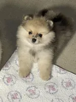 Buddy, a male Pomeranian for sale in Wauchula, FL – Photo 7 of 10