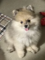 Buddy, a male Pomeranian for sale in Wauchula, FL – Photo 6 of 10