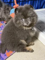 Paisley, a female Pomeranian for sale in Wauchula, FL – 2 of 10