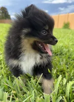 Blk/tan , a female Pomeranian for sale in Wauchula, FL – 4 of 10