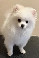 Duke, a male Pomeranian for sale in Wauchula, FL – 7 of 8