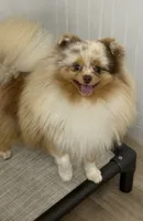 Ritzy , a male Pomeranian for sale in Wauchula, FL – 7 of 10