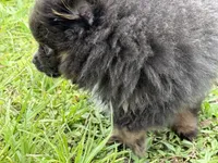 Paisley, a female Pomeranian for sale in Wauchula, FL – 9 of 10