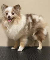 Faith 2, a female Pomeranian for sale in Wauchula, FL – Photo 1 of 10