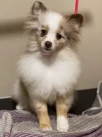 Faith 2, a female Pomeranian for sale in Wauchula, FL – Photo 6 of 10