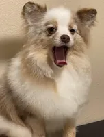 Faith 2, a female Pomeranian for sale in Wauchula, FL – Photo 5 of 10