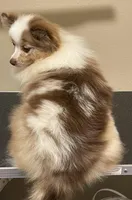 Faith 2, a female Pomeranian for sale in Wauchula, FL – Photo 7 of 10