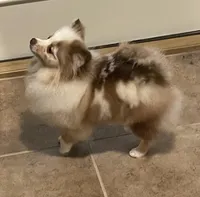 Faith 2, a female Pomeranian for sale in Wauchula, FL – Photo 8 of 10