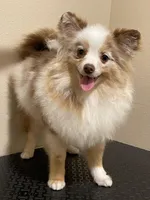 Faith 2, a female Pomeranian for sale in Wauchula, FL – Photo 2 of 10