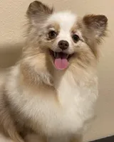 Faith 2, a female Pomeranian for sale in Wauchula, FL – Photo 10 of 10