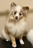 Faith 2, a female Pomeranian for sale in Wauchula, FL – Photo 3 of 10