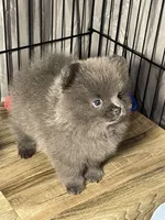 Cinder, a female Pomeranian for sale in Wauchula, FL – Photo 5 of 10