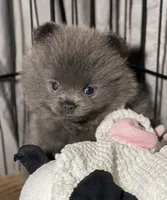 Cinder, a female Pomeranian for sale in Wauchula, FL – Photo 2 of 10