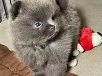 Cinder, a female Pomeranian for sale in Wauchula, FL – Photo 6 of 10