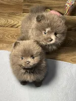 Cinder, a female Pomeranian for sale in Wauchula, FL – Photo 4 of 10