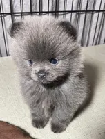 Cinder, a female Pomeranian for sale in Wauchula, FL – Photo 9 of 10