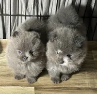 Cinder, a female Pomeranian for sale in Wauchula, FL – Photo 10 of 10