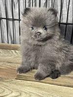 Cinder, a female Pomeranian for sale in Wauchula, FL – Photo 3 of 10