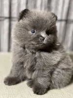 Cinder, a female Pomeranian for sale in Wauchula, FL – Photo 8 of 10