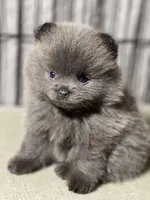 Cinder, a female Pomeranian for sale in Wauchula, FL – Photo 1 of 10