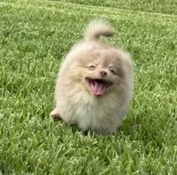 Westley, a male Pomeranian for sale in Wauchula, FL – 3 of 10