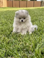 Calvin, a male Pomeranian for sale in Wauchula, FL – Photo 5 of 10