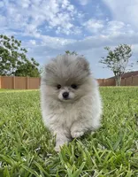 Calvin, a male Pomeranian for sale in Wauchula, FL – Photo 3 of 10
