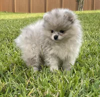 Calvin, a male Pomeranian for sale in Wauchula, FL – Photo 1 of 10