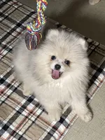 Calvin, a male Pomeranian for sale in Wauchula, FL – Photo 10 of 10