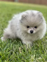 Calvin, a male Pomeranian for sale in Wauchula, FL – Photo 2 of 10