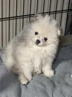 Calvin, a male Pomeranian for sale in Wauchula, FL – Photo 6 of 10