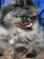 Sammy, a male Pomeranian for sale in Wauchula, FL – 5 of 10