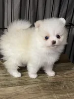 Cora, a female Pomeranian for sale in Wauchula, FL – Photo 3 of 10