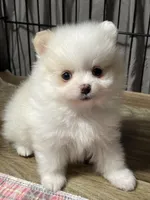 Cora, a female Pomeranian for sale in Wauchula, FL – Photo 8 of 10